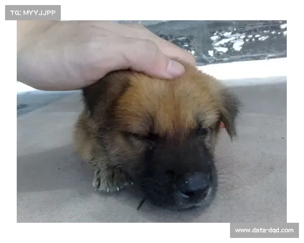 北京大学研究NBA自动写作,提出数据分片算法 北京大学研究NBA自动写作,提出数据分片算法